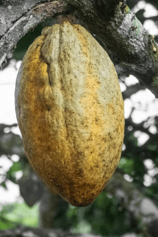 Cacao pur