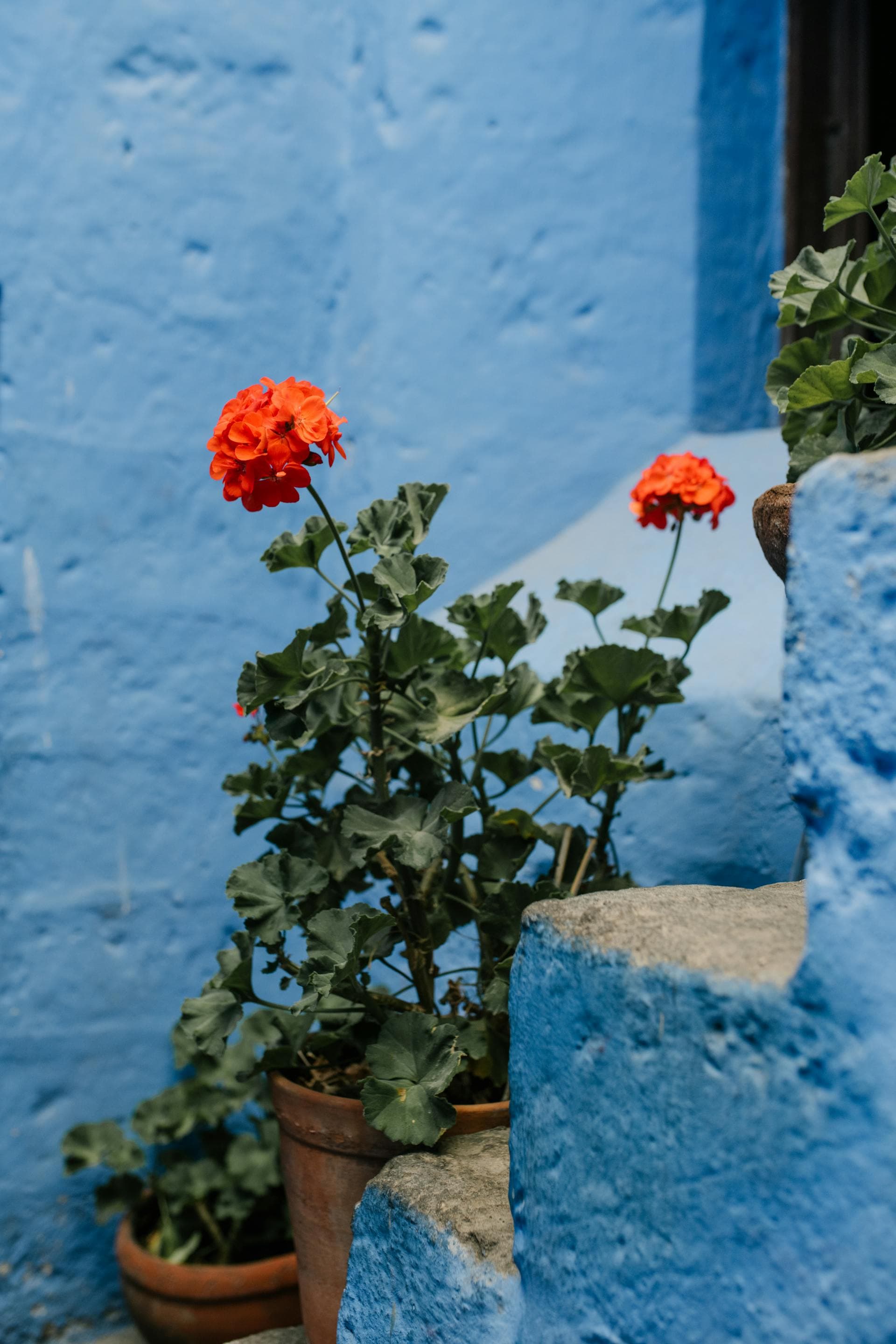 Hydrolat de Géranium